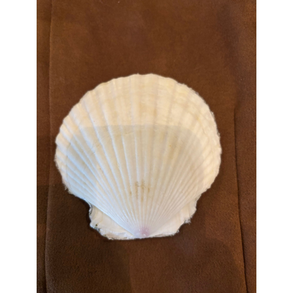 Western Cowboy Boot & Hat Shell Jewelry Dish | Cowgirl Trinket Holder